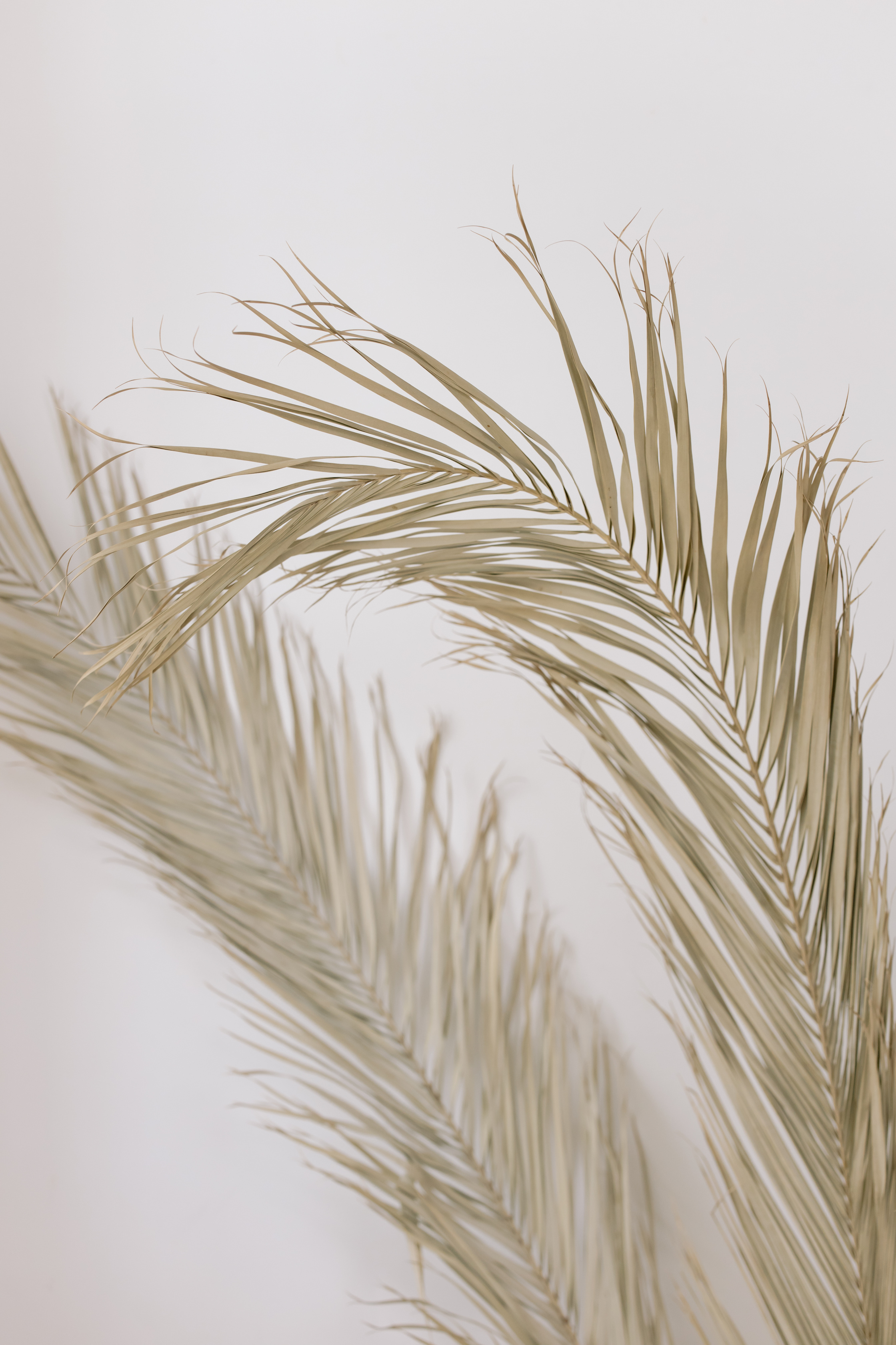 Dried Palm Leaves